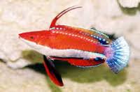 Wrasse: Red Fin Fairy