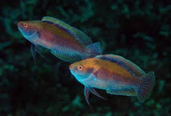 Wrasse: Rose Belly Fairy; Fiji