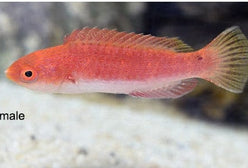 Wrasse: Ruby Finned Fairy; Fem