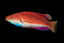 Wrasse: Sailfin Fairy; Male