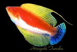 Wrasse: Whipfin Fairy; Male