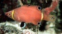 Wrasse: Yellow Banded Possum