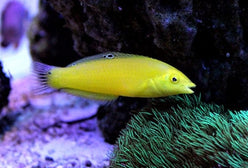 Wrasse: Yellow Coris