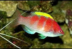 Wrasse: Yellow Fin Fairy; Male