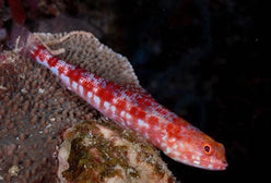 Misc. Fish: Lizard Fish; Red