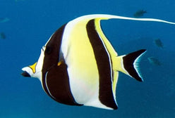 Misc. Fish: Moorish Idol