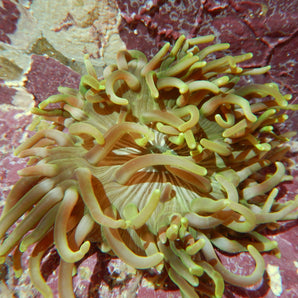 Anemone: Long Tentacle; Colore