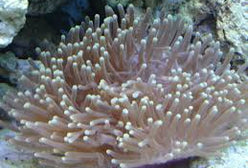 Anemone: Ritteri