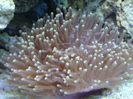 Anemone: Ritteri