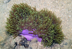 Anemone: Ritteri; Ultra