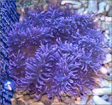 Anemone: Sebae; Purple