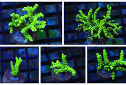 SDC Anacropora: Grn Goblin Cul