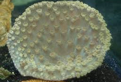 LPS: Cup Coral; Fiji