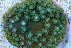 LPS: Cup Coral; Green