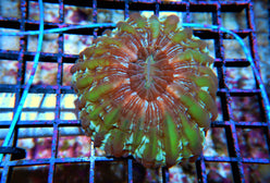 LPS: Cynarina Coral; Color Sup