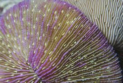 LPS: Fungia Coral: Colored; Fi