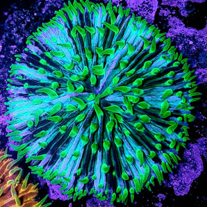 LPS: Fungia Coral; Pinwheel Au