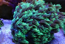 LPS: Goniopora Coral; Metallic