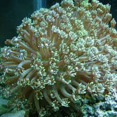 LPS: Goniopora Coral;Green; Au