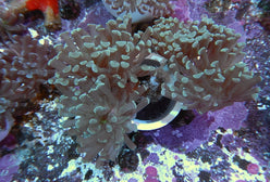 LPS: Hammer Coral; Branch; Aus