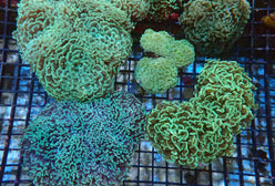 LPS: Hammer Coral; Wall Green