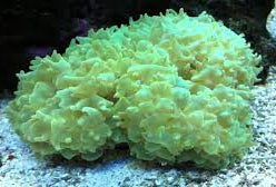 LPS: Pearl Coral; Green