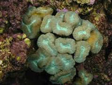 LPS: Trumpet Coral; Colored