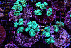 LPS: Trumpet Coral; Colored; C