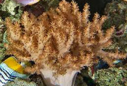 Soft Coral: Colt