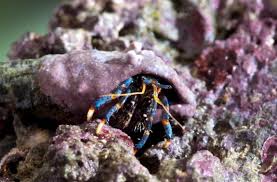 Crab: Blue Leg Reef Hermit