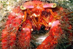 Crab: Red Hairy Hermit