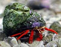 Crab: Scarlett Hermit; Atl