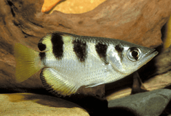 Misc. Fish: Banded Archerfish