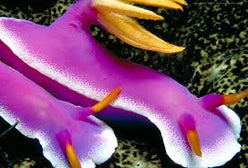 Nudi: Purple Sea Slug