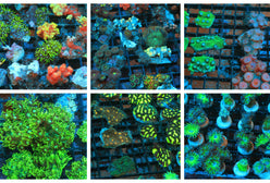 Pack: Nano Coral Package Mix