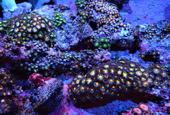 Polyp: Colony Rock; Color (Zoa