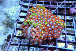 Polyp: Colony Rock (Zoa);Orang