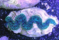 Shellfish: Maxima Clam; Ultra