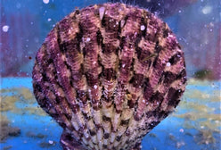 Shellfish: Purple Tiger Scallo