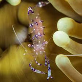 Shrimp: Anemone Clown