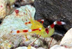 Shrimp: Gold Coral Banded