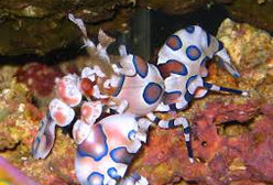 Shrimp: Harlequin