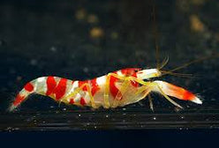 Shrimp: Pistol; Candy Stripe