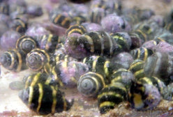 Snail: Bumble Bee; Mar