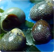 Snail: Nerite