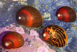 Snail: Nerite; Red