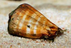 Snail: Tiger Sand