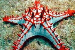 Starfish: African; Red; I.O.