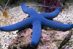 Starfish: Blue (Linkia)