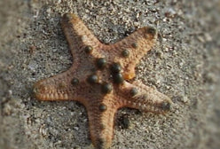 Starfish: Chocolate Chip